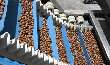 Natural Hazelnut Kernels — Durak Fındık