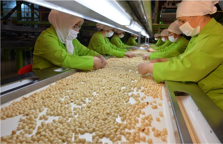 Roasting and Blanching — Poyraz Poyraz Fındık