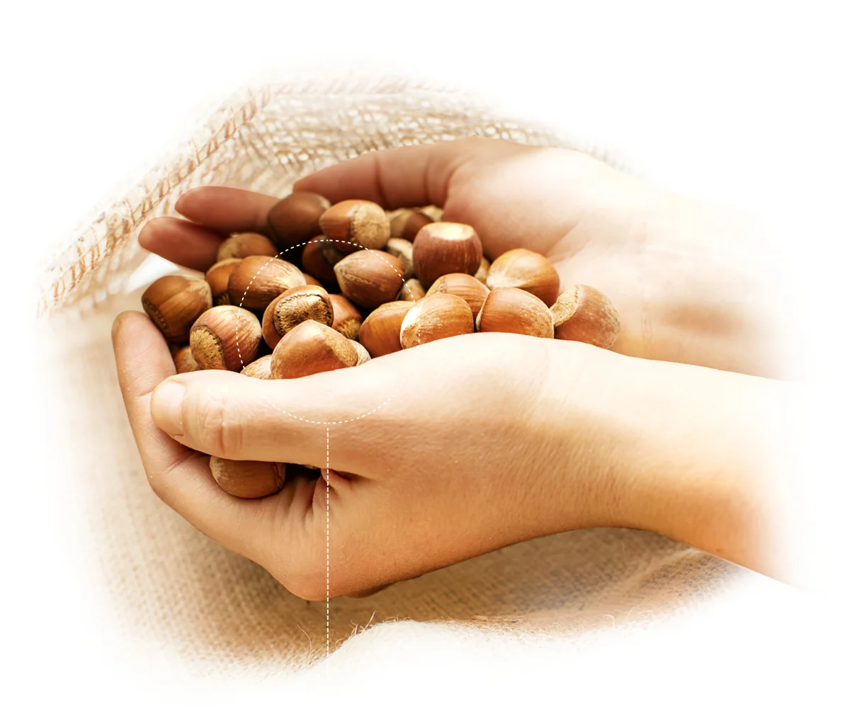 Hazelnut Cracking — Ferrero Fındık Ordu