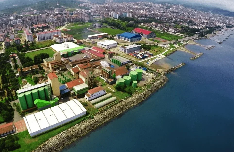 Altaş Yağ (çotanak)