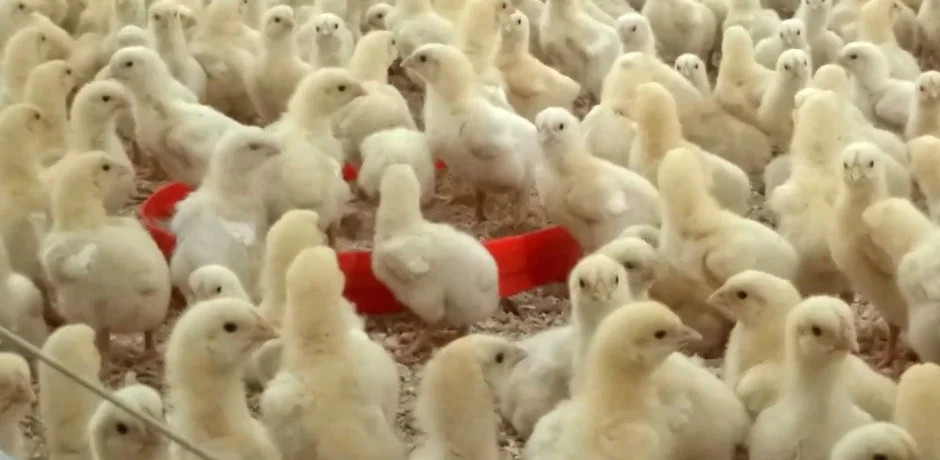 Sheep and Goat Feed — Çakıroğlu Yem
