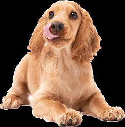 Private Label Manufacturing — Lider Pet Food