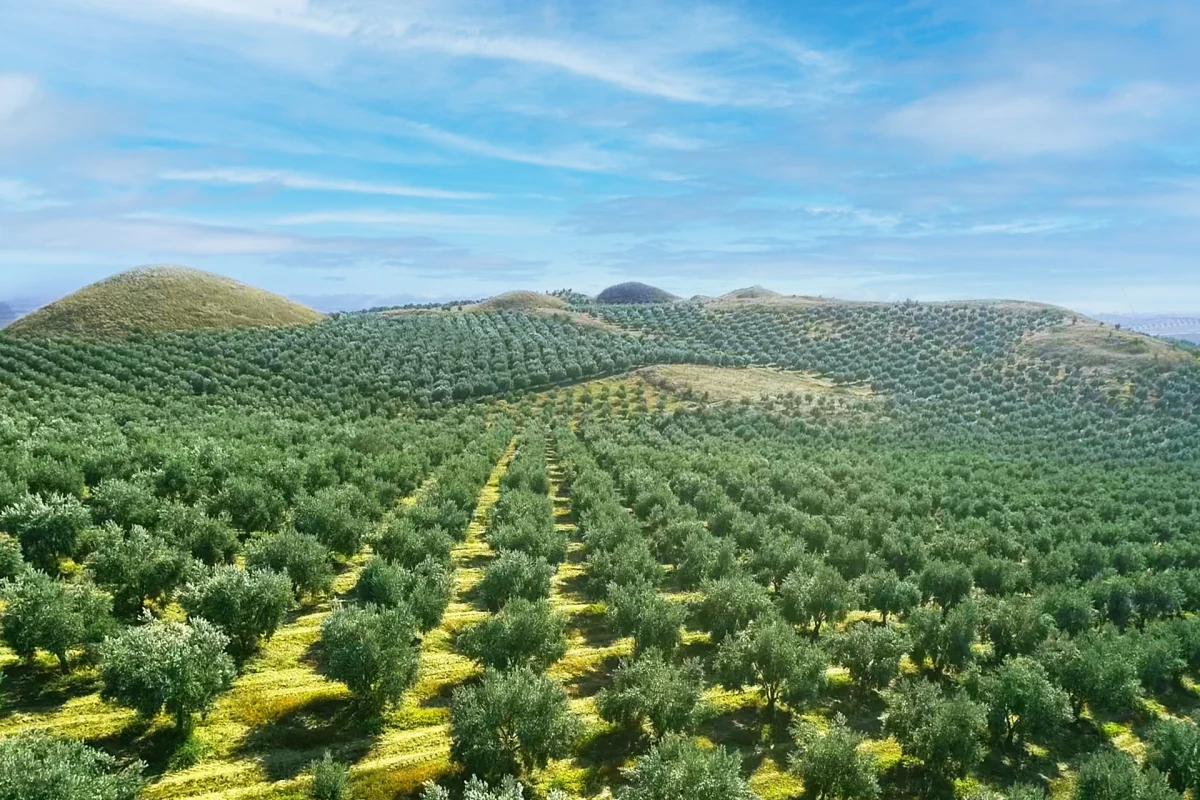 Zeytin İşleme — Özkale Gıda