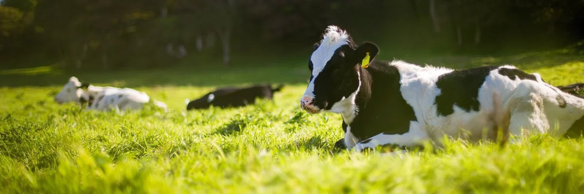 Premix Formulation — Polenfeed