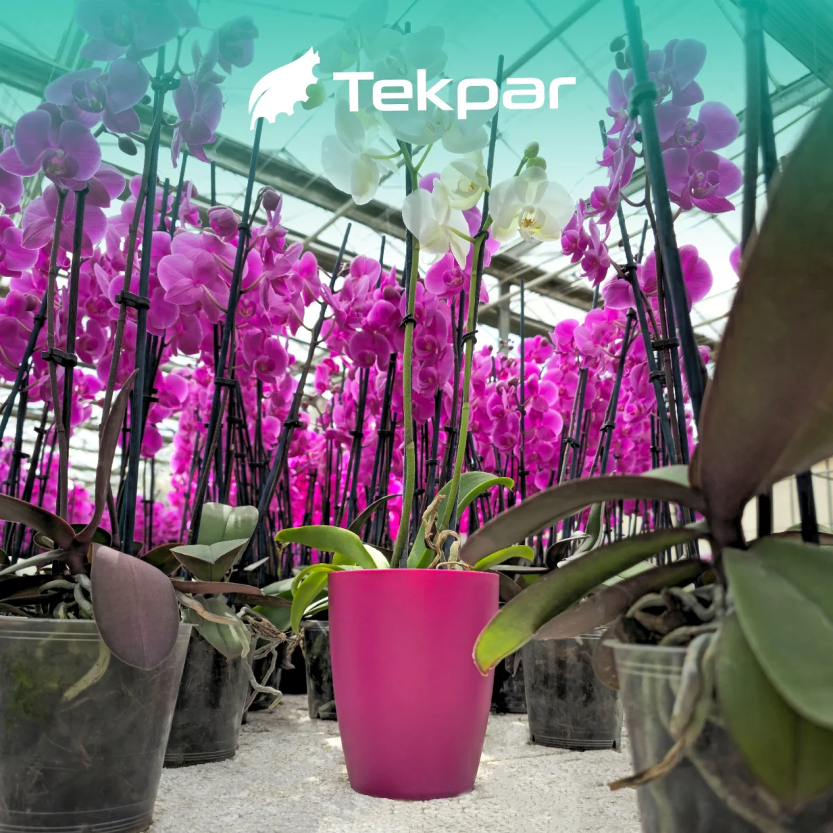 Aşı klipsi — Tekpar Plastik ve Metal San. Tic. Ltd. Şti.