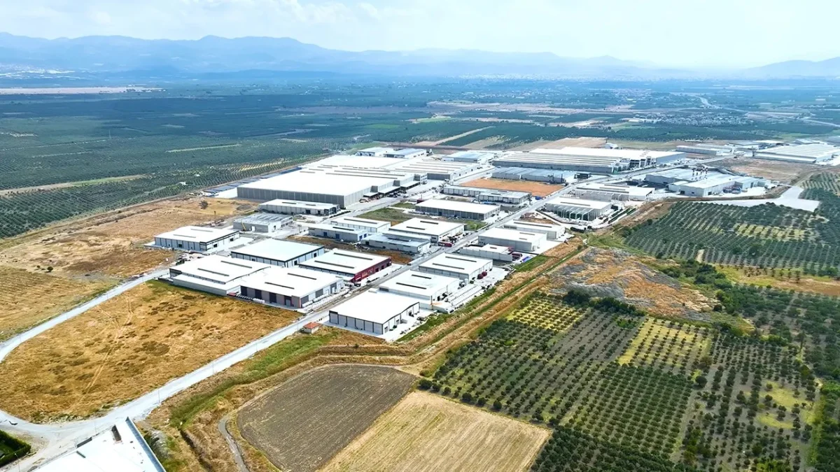 Table Olive Processing — Aksa Zeytincilik