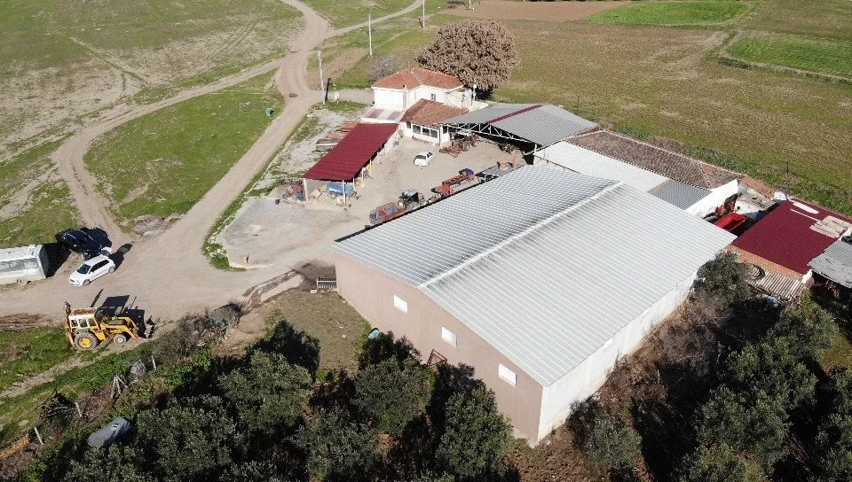 Table Olive Processing — Lezzet Zeytin