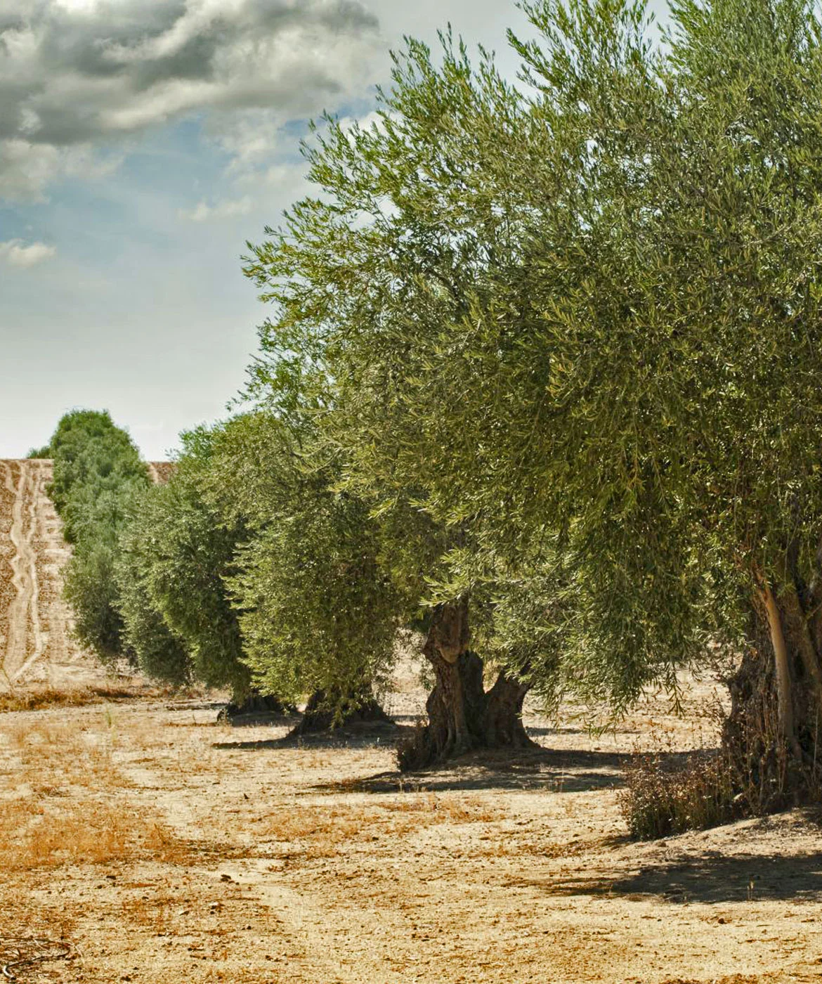 Alhatoğlu Zeytinyağları