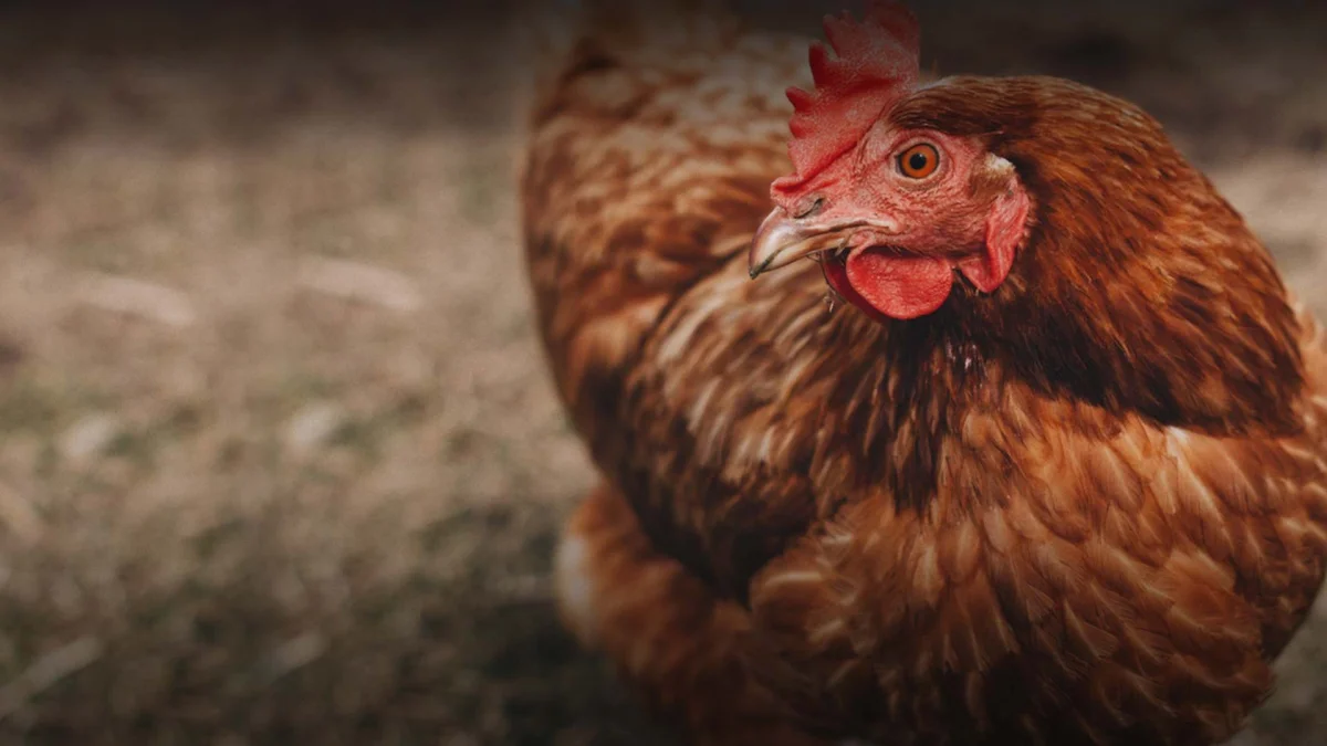 Su katkısı imalatı — Farmavet İlaç