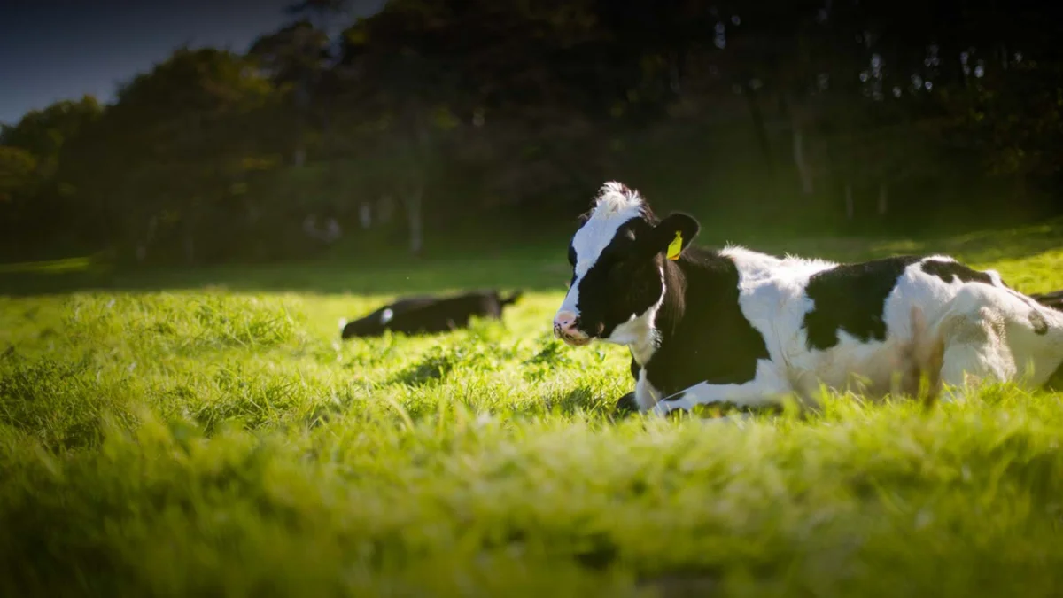 Ar-Ge formülasyon — Farmavet İlaç