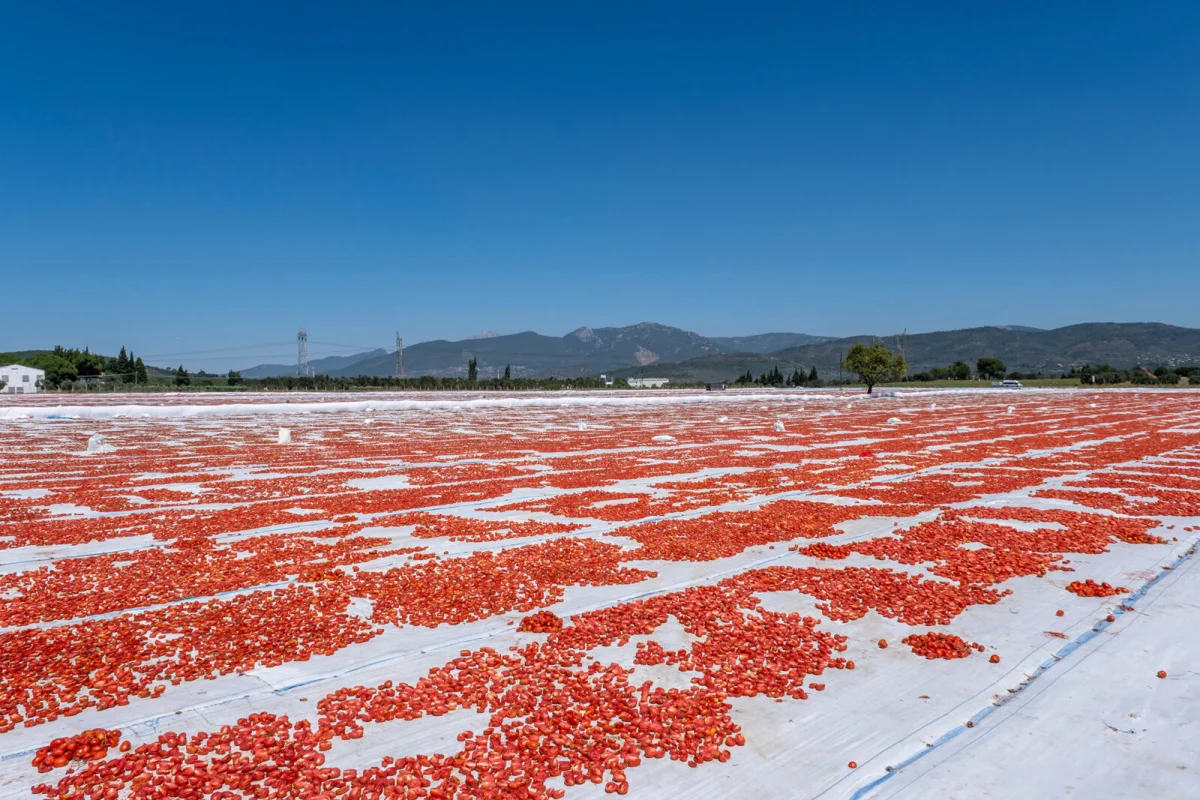 Sun-Dried Tomatoes — Sardes Gıda