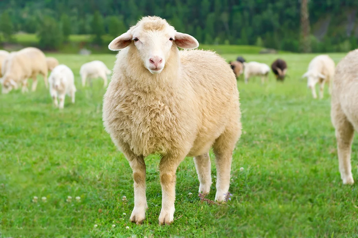 Sheep and Goat Compound Feed — Çamlı Yem Besicilik