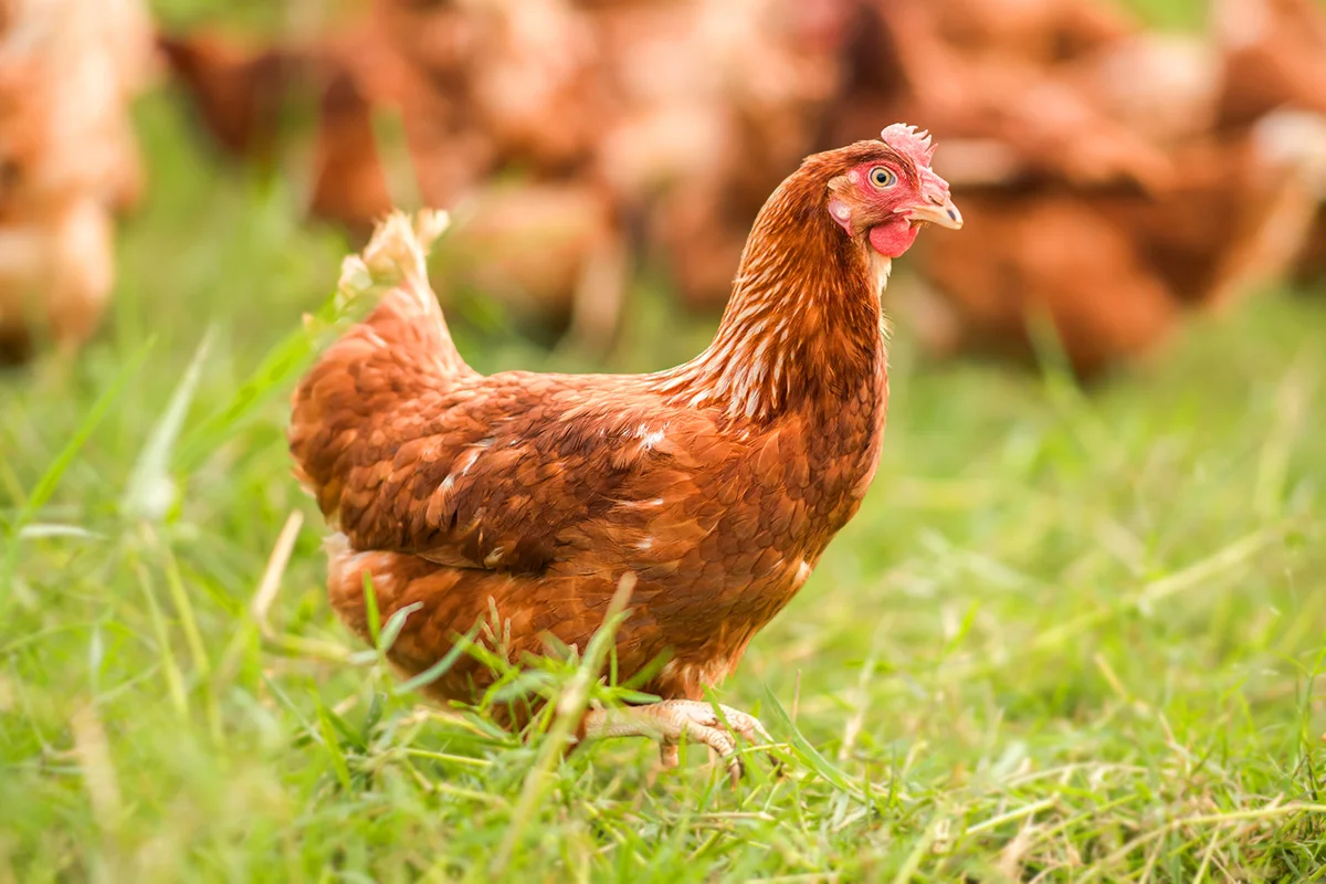 Poultry Feed — Çamlı Yem Besicilik