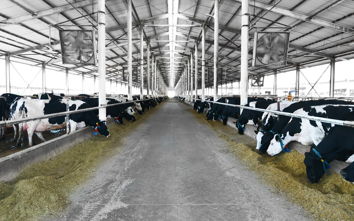 Compound-Feed Manufacturing — Çamlı Yem Besicilik