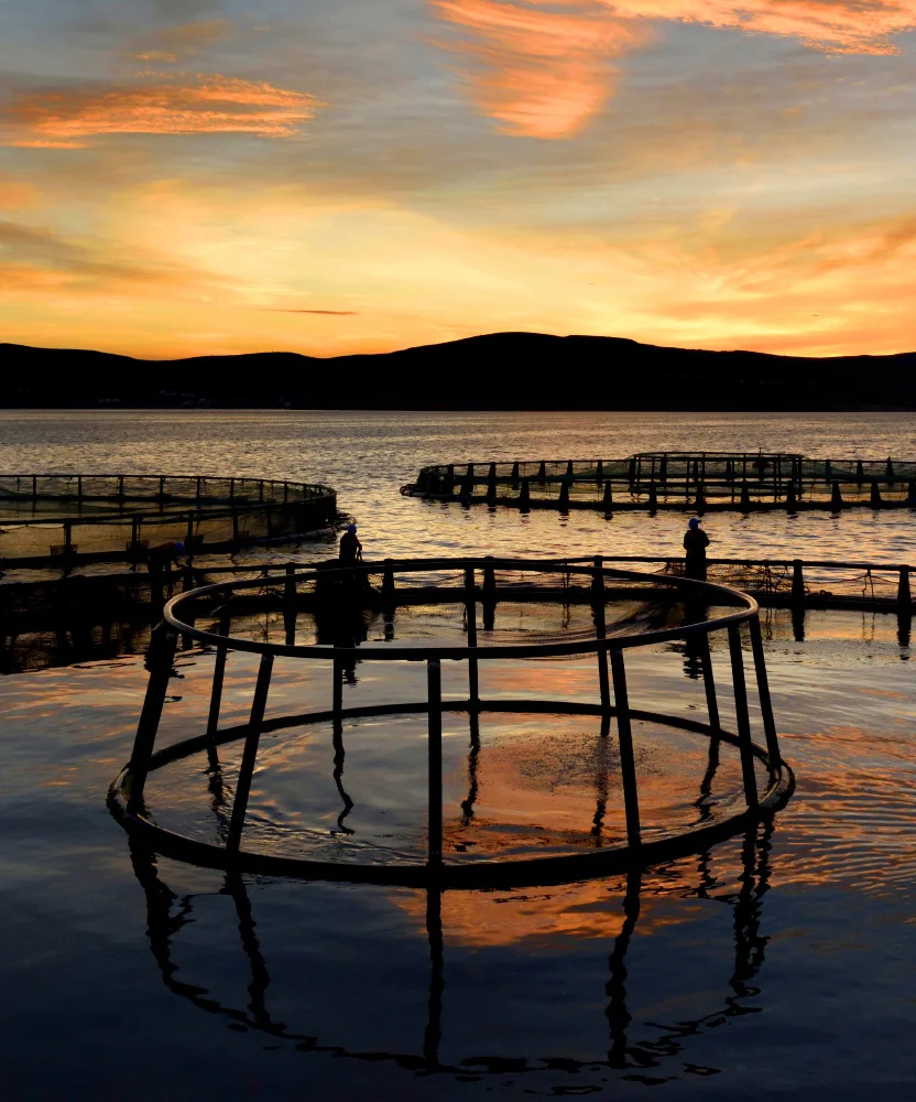 Fish-Feed Manufacturing — Çamlı Yem Besicilik