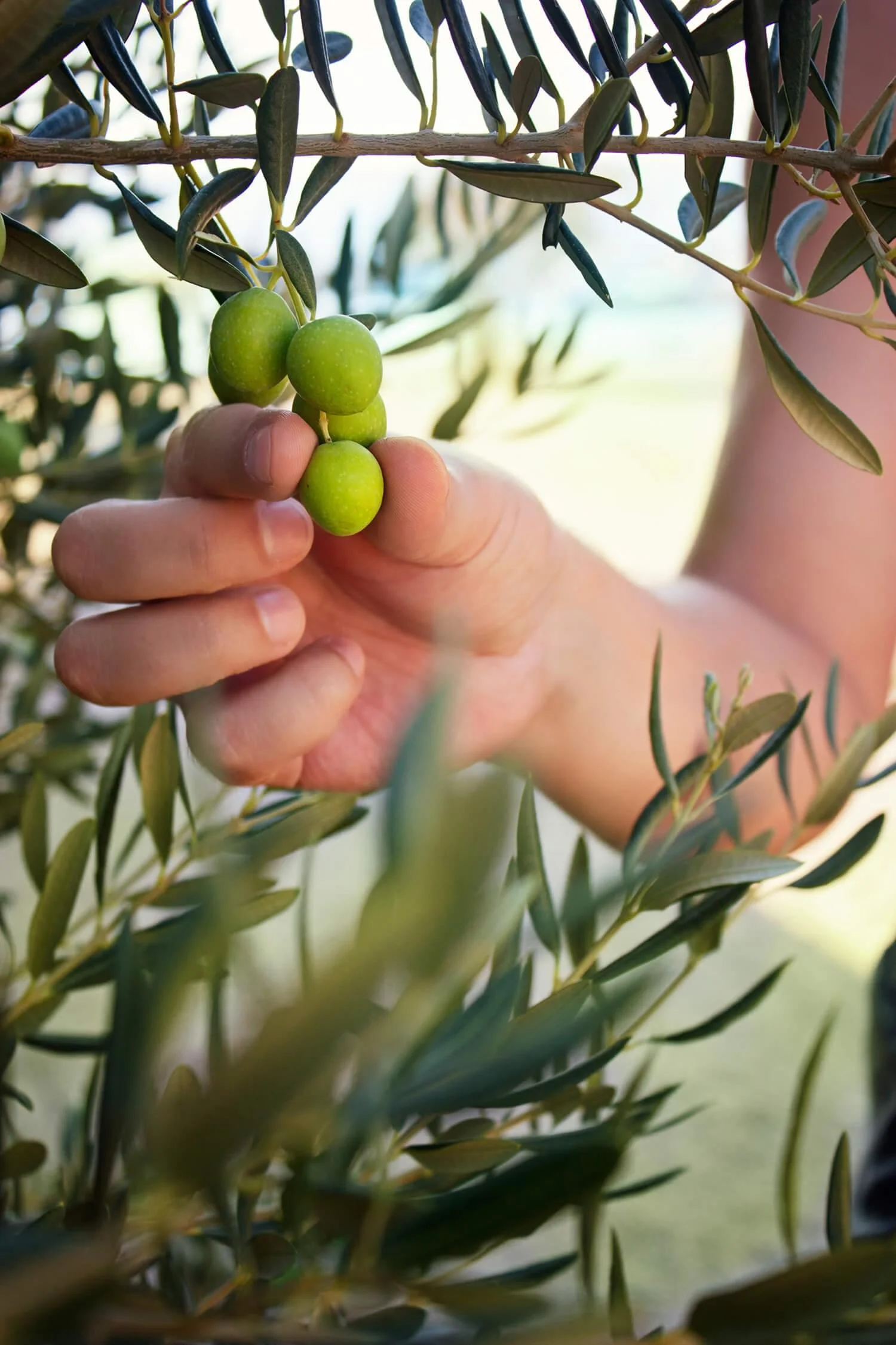 Zertum Doğal Zeytin San. Ltd. Şti.
