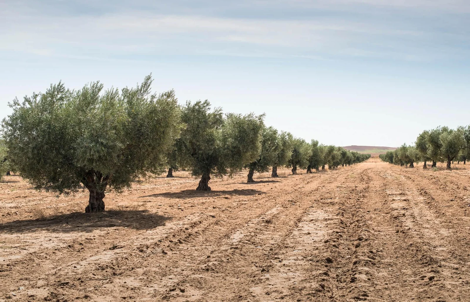 Zertum Doğal Zeytin San. Ltd. Şti.