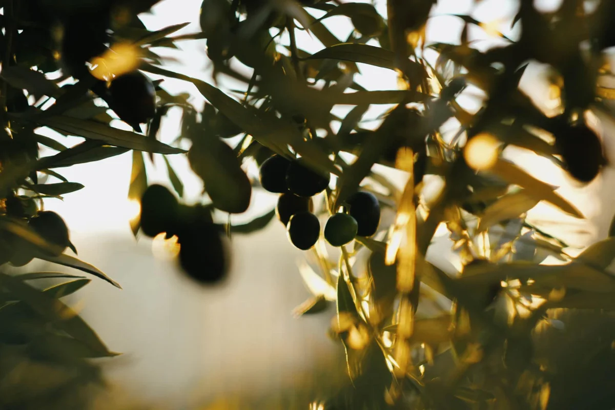 Table Olive Processing — Zertum Doğal Zeytin San. Ltd. Şti.