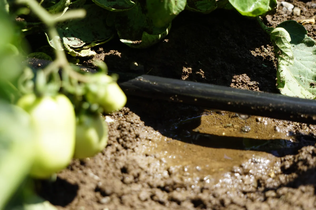 Flat Drip Irrigation Pipes — Pipelife Türkiye