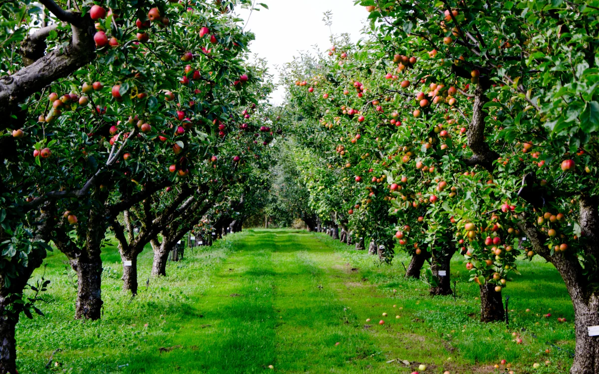 Sprinkler Irrigation System Manufacturing — Pipelife Türkiye