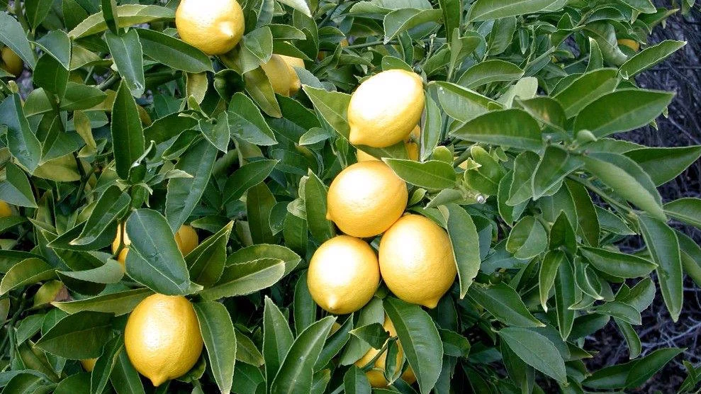 Enterdonat Lemon — Polat Sebze Meyve Narenciye San. ve Tic. A.Ş.