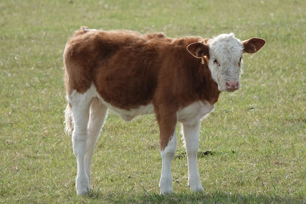 Lamb-Calf Starter Feed — Gürsoy Yem Gıda ve Hayvancılık Sanayi Ticaret A.Ş.