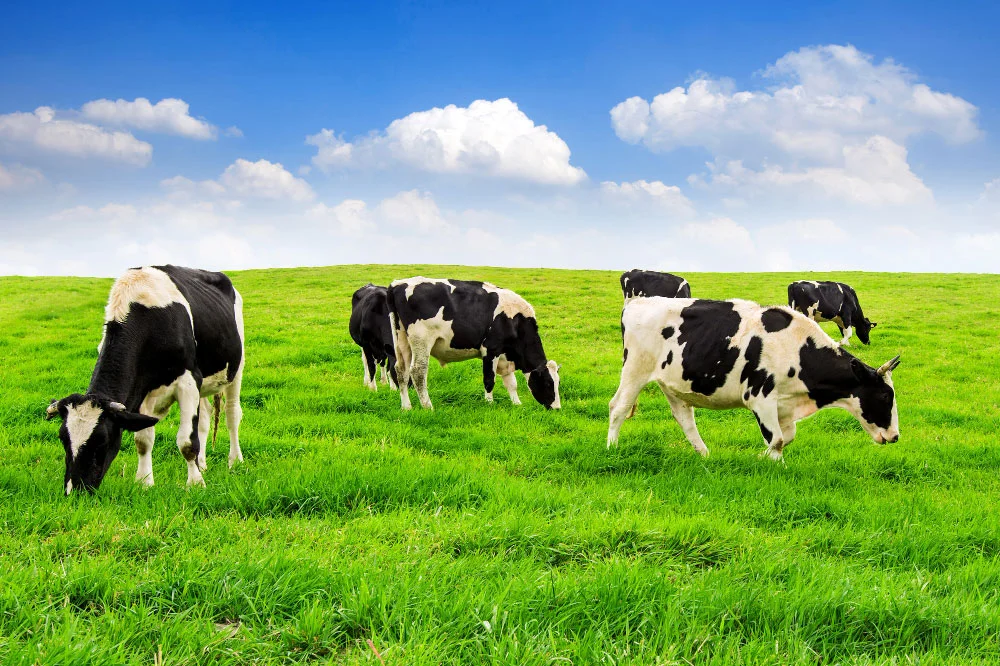 Dairy Feed Advisory — Gürsoy Yem Gıda ve Hayvancılık Sanayi Ticaret A.Ş.