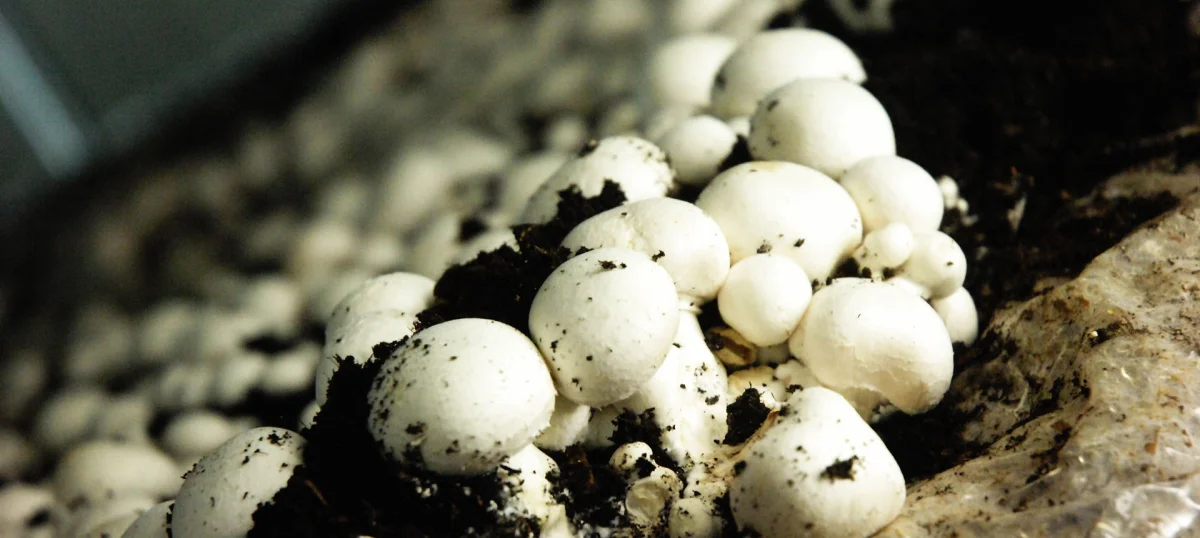 Organic Farming and Mushroom Production — Safgül Gıda Sanayi Ticaret A.Ş.