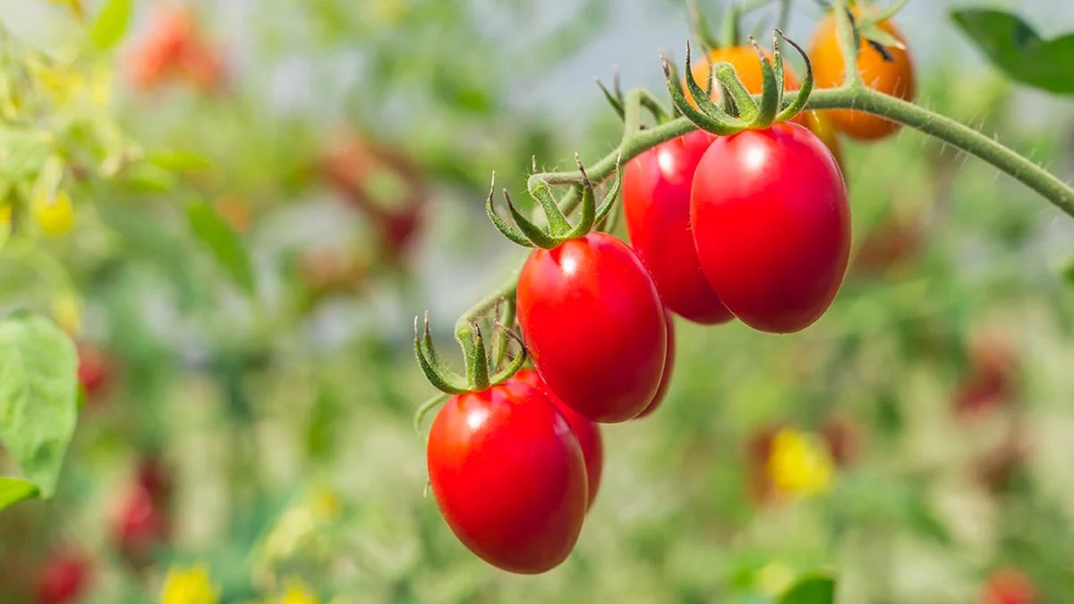 Plant Nutrition and Deficiency Solutions — Agrotar A.Ş.