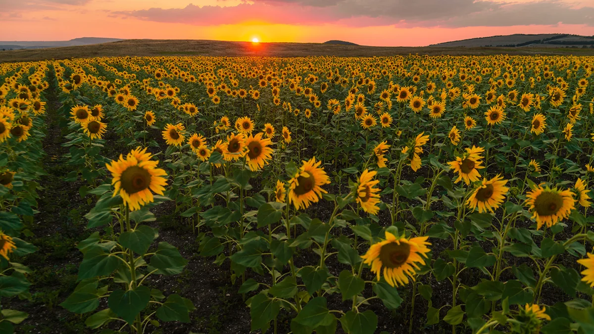 Technical Knowledge Transfer and Grower Support — Agrotar A.Ş.