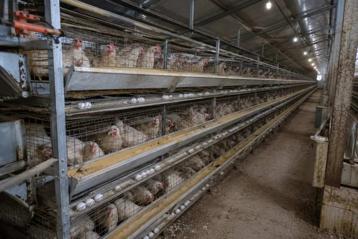 Anahtar Teslim Kanatlı Projeleri — Ixorta Group