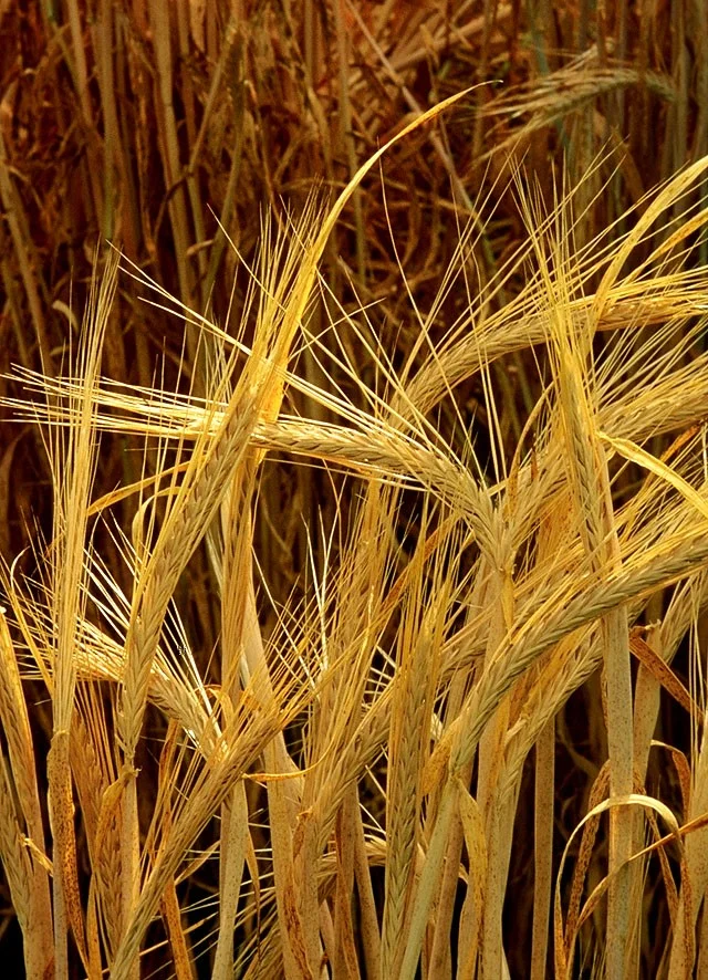 Tarım Ürünleri — Agrikom Gıda