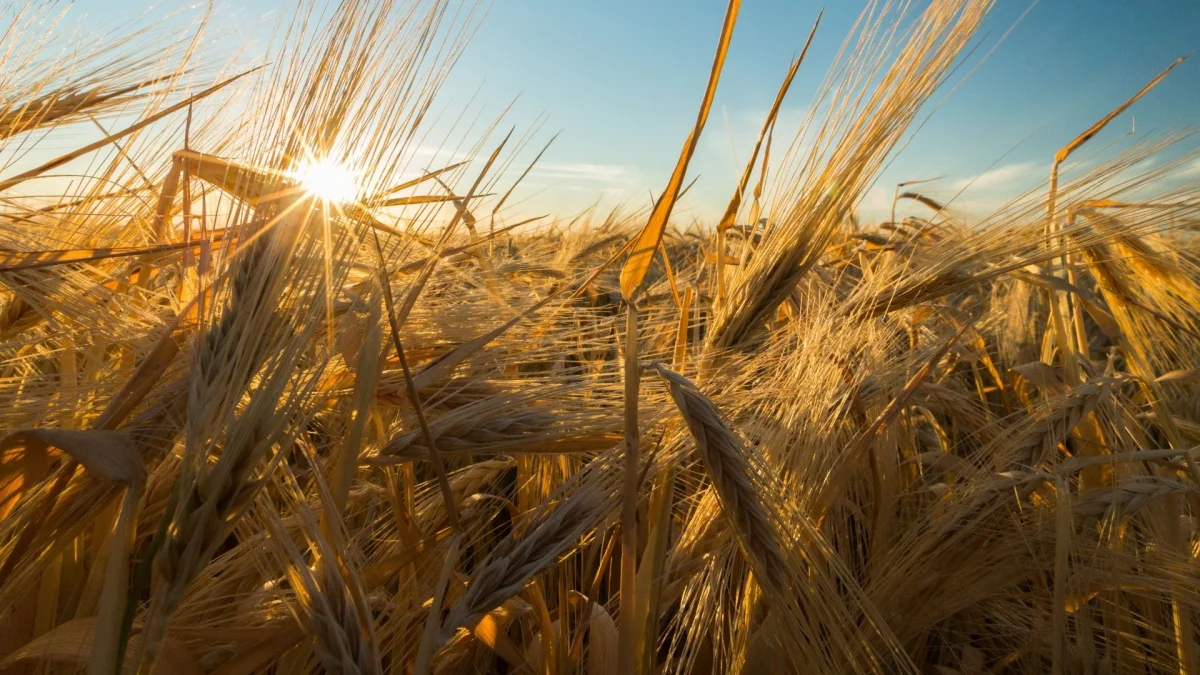 Solid Fertilizers — Merkez Anadolu Kimya Sanayi Üretim Pazarlama A.Ş.