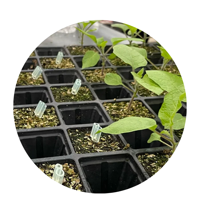 Grafting Sticks & Clips — Adam Plastik ve Denizcilik Sanayi ve Ticaret Ltd. Şti.