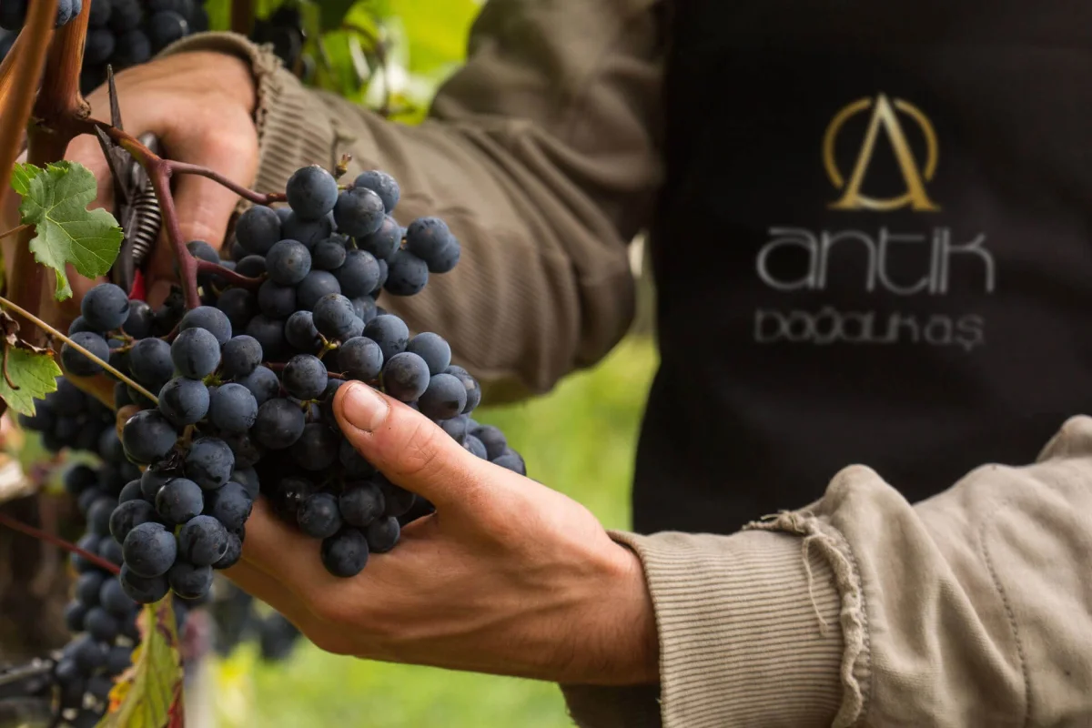 Wine Production — Antik Bağcılık Sanayi ve Ticaret A.Ş.