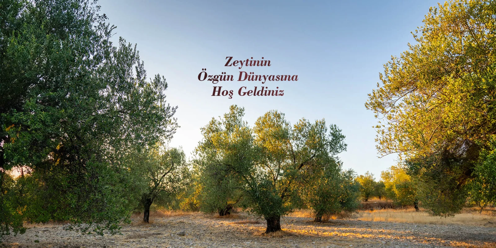 Özgün Zeytin