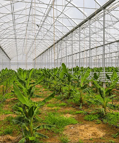 Geothermal Greenhouse Farming — Gönen Mutlular Tarım İşletmeleri Sanayi ve Ticaret Ltd. Şti.