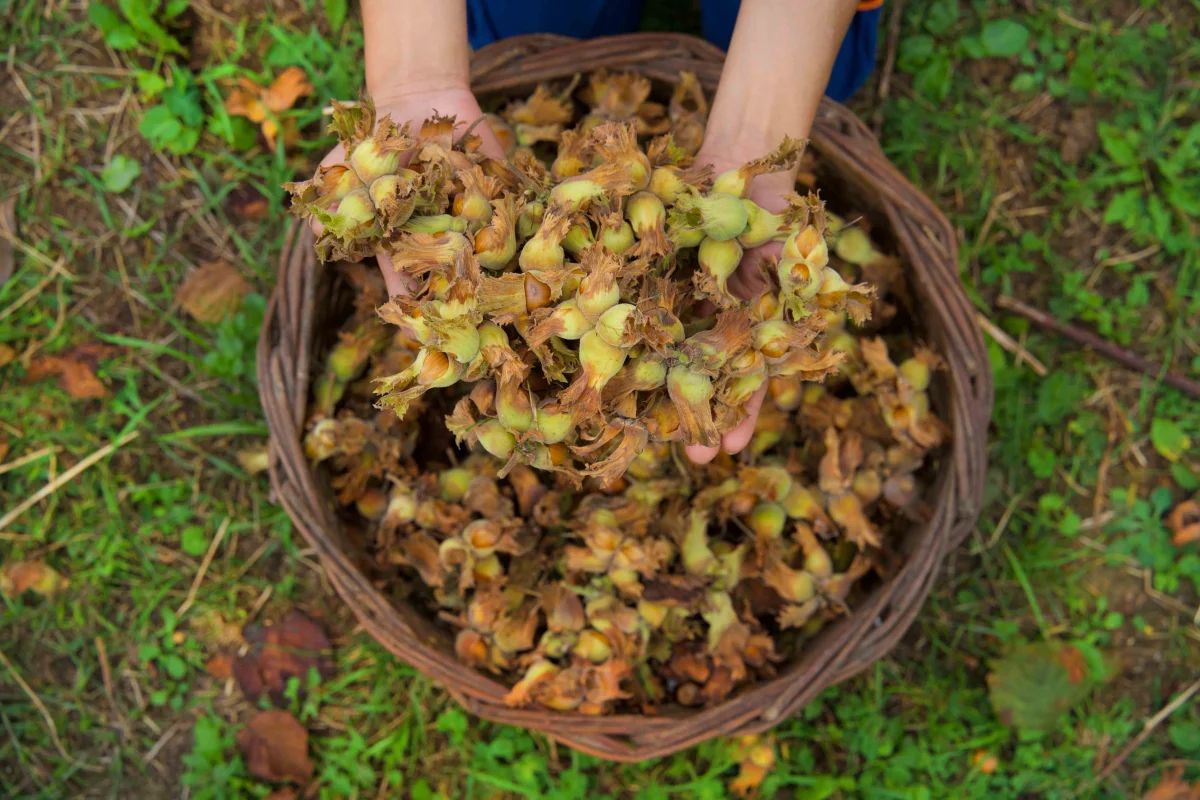 Sliced Hazelnuts — Yavuzkan Hazel