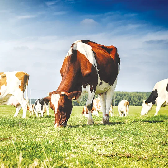 Oilseed Meal — Özmirioğlu Pamuk Yağ Küspe Sanayi Ticaret A.Ş.