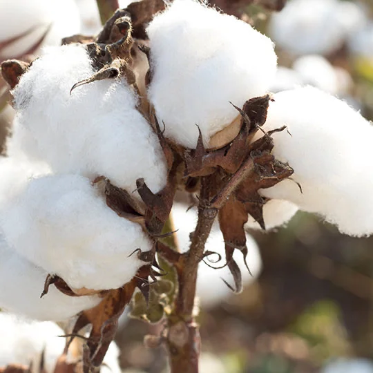 Feed Production — Özmirioğlu Pamuk Yağ Küspe Sanayi Ticaret A.Ş.