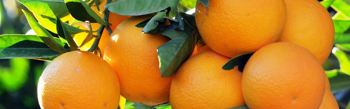 Limon — Menas Citrus