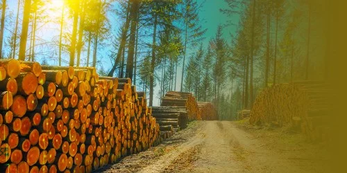 Custom Pallet Production — Tava Orman Ürünleri