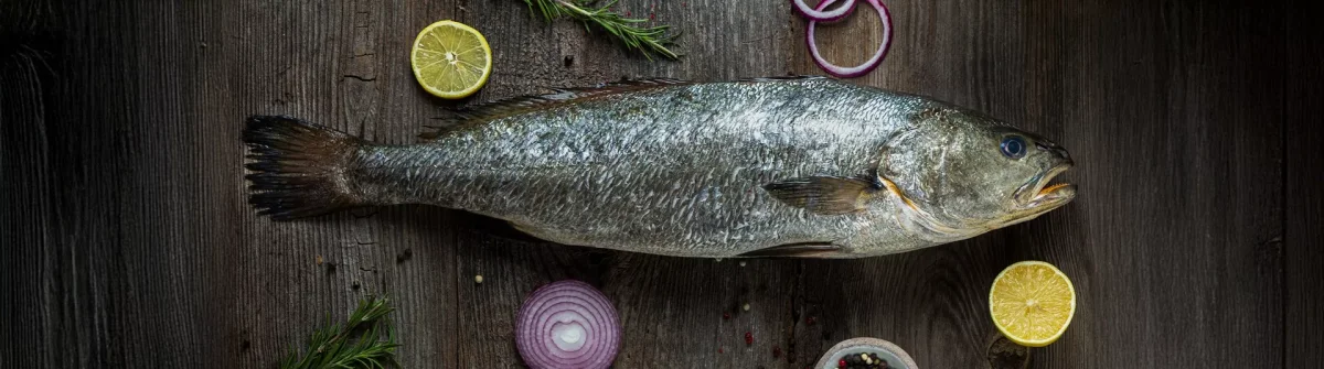 Mediterranean Seabass — Kılıç Deniz