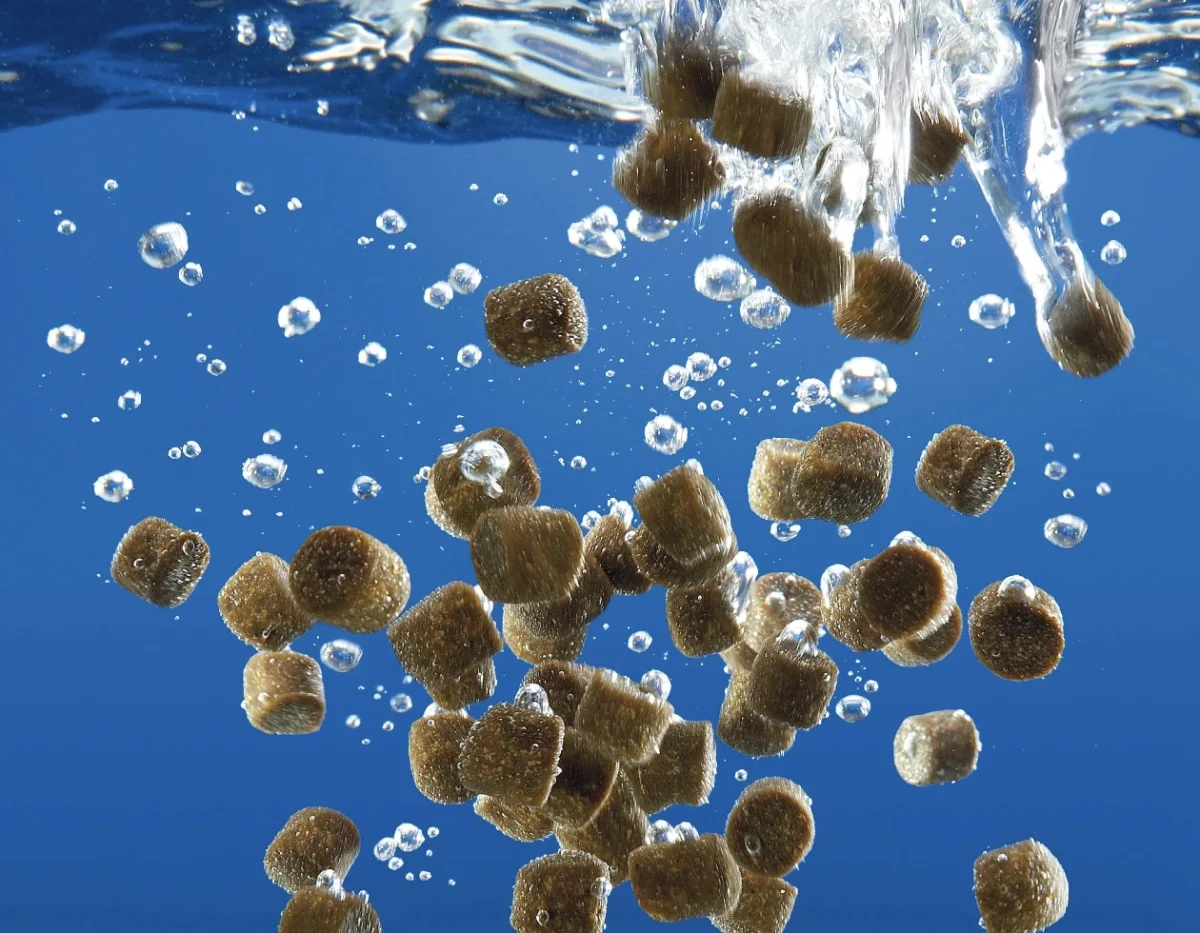Seafood Processing and Packing — Kılıç Deniz