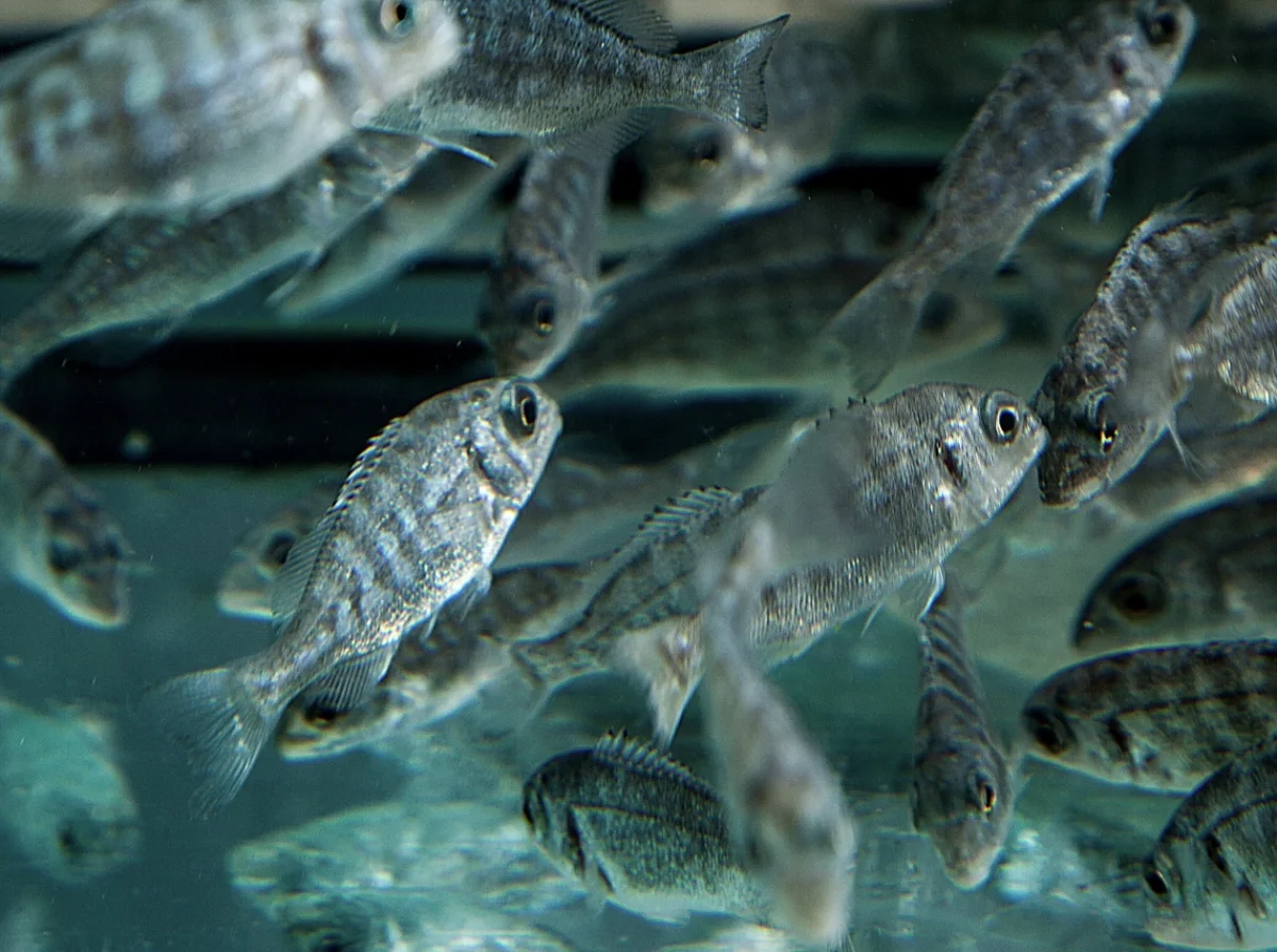Juvenile Fish Production — Kılıç Deniz