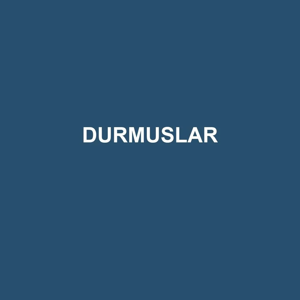 Ticari Araç Parçası — Durmuşlar Otomotiv